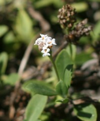 Phyllopodium bracteatum
