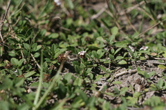 Phyllopodium bracteatum