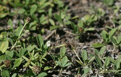 Phyllopodium bracteatum
