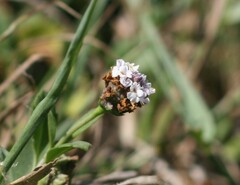 Phyllopodium bracteatum