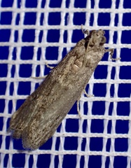 Phycitini