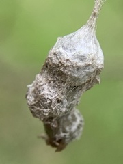 Mecynogea lemniscata