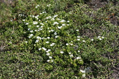 Delosperma uncinatum