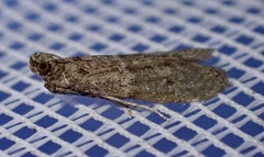 Phycitini