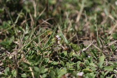 Phyllopodium bracteatum