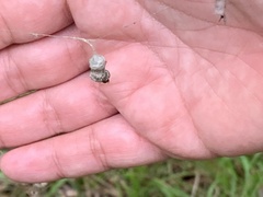 Mecynogea lemniscata