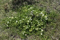 Delosperma uncinatum