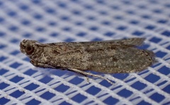 Phycitini