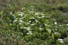 Delosperma uncinatum