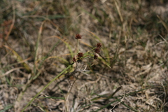 Cyperus tabularis