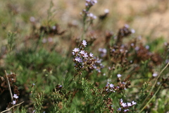 Limonium linifolium