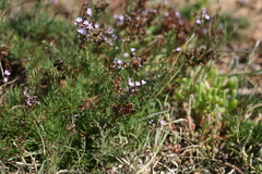 Limonium linifolium