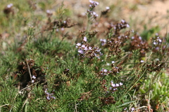 Limonium linifolium