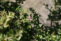 Delosperma versicolor