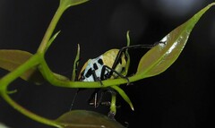 Commius elegans
