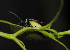 Commius elegans