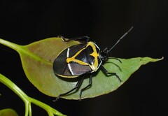 Commius elegans