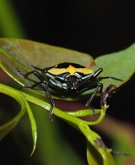 Commius elegans