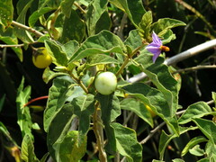 Solanum incanum