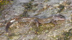 Hynobius notialis