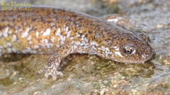 Hynobius notialis