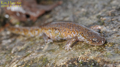 Hynobius notialis