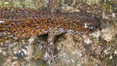 Hynobius notialis