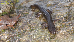 Hynobius notialis