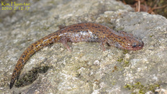 Hynobius notialis