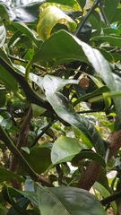 Papilio aegeus aegeus