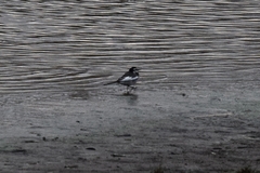 Motacilla alba lugens
