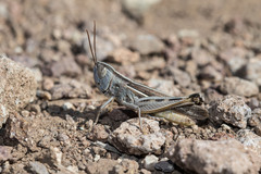 Ramburiella hispanica