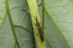 Eucomatocera vittata