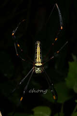 Nephila pilipes