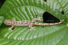 Hemiphyllodactylus typus