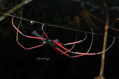 Nephila