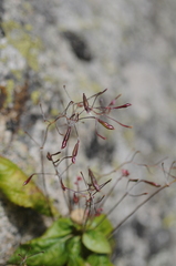 Impatiens glandulifera