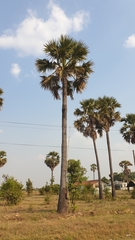 Borassus flabellifer