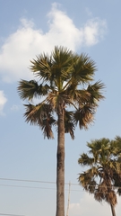 Borassus flabellifer