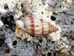 Tritia incrassata