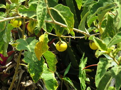 Solanum incanum
