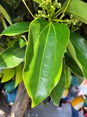 Cinnamomum kotoense