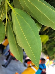 Cinnamomum kotoense