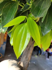 Cinnamomum kotoense