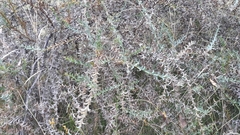 Acacia triptera