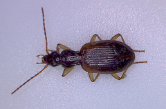 Oxypselaphus obscurus