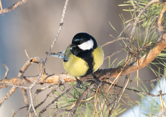 Parus major