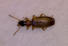 Philorhizus melanocephalus