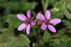 Erodium cicutarium