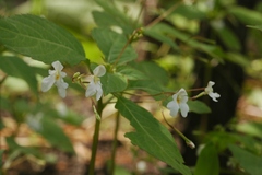 Impatiens brachycentra